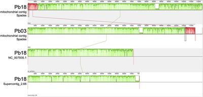 Updates and Comparative Analysis of the Mitochondrial Genomes of Paracoccidioides spp. Using Oxford Nanopore MinION Sequencing